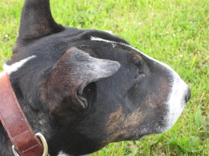 Bullterrier Ulf billede 6