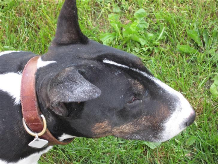 Bullterrier Ulf billede 7