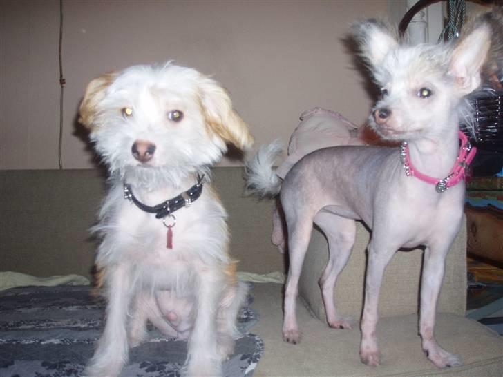 Chinese crested hårløs Fregne (Mexi Rosie-Liv) - Futte har også fået et billede 19