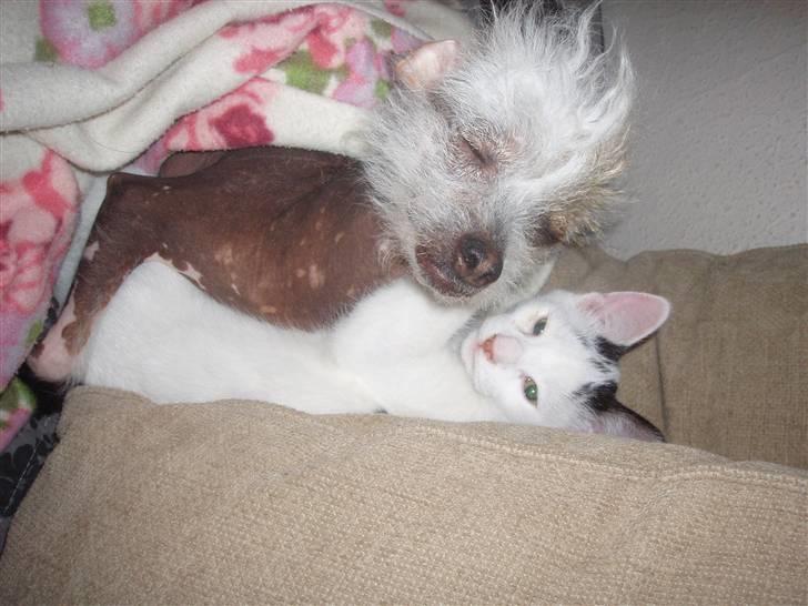 Chinese crested hårløs Fregne (Mexi Rosie-Liv) - Se vi har fået et nyt familiemedlem, han hedder Mr Dooley og er tilmeld kattagalleri billede 20