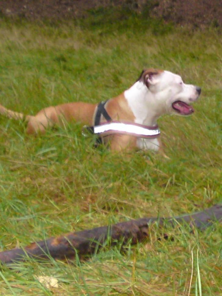 Blanding af racer Bine billede 16