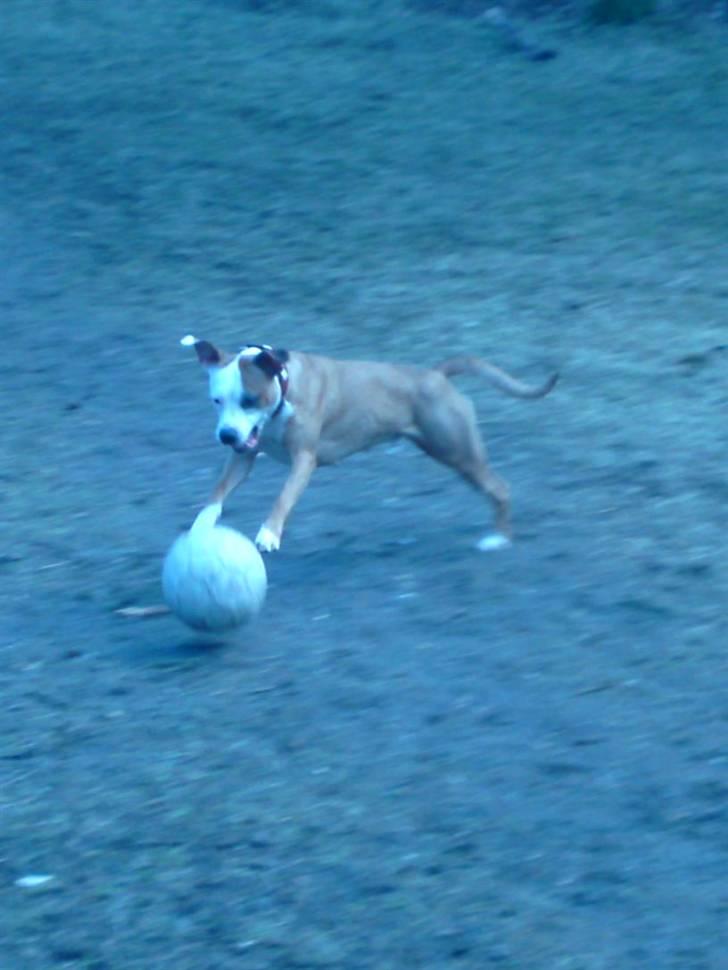 Blanding af racer Bine billede 17