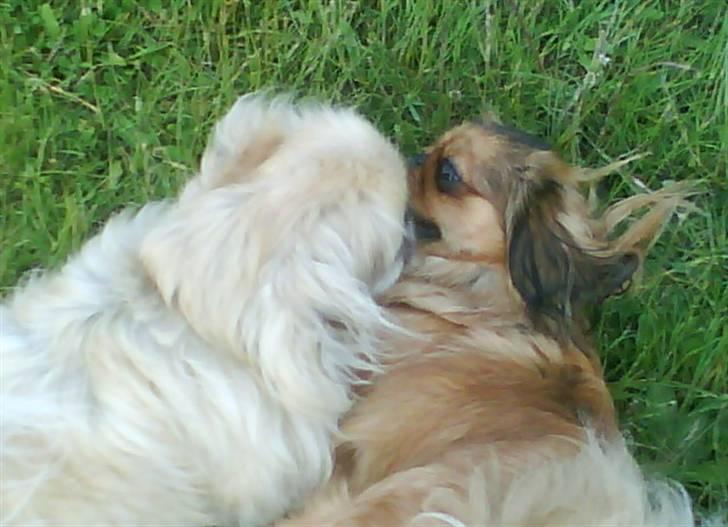 Pekingeser Line R.I.P Min skat - du skal ikke tro du er noget freya billede 12