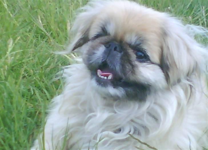 Pekingeser Line R.I.P Min skat - lige en lille pause billede 13