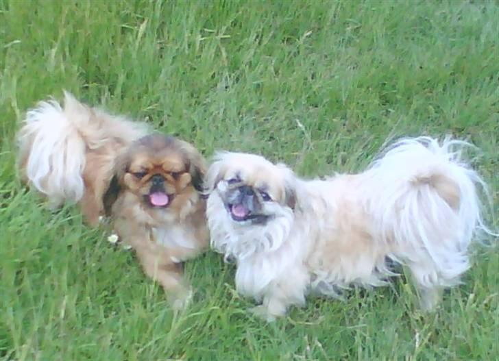 Pekingeser Line R.I.P Min skat - ihh er vi ikk bare søde billede 14