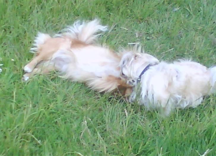 Pekingeser Line R.I.P Min skat - Ha fik dig billede 15