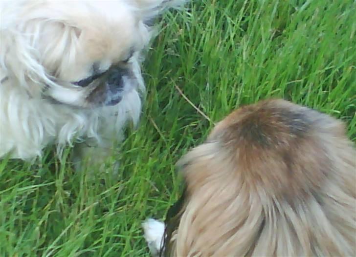 Pekingeser Line R.I.P Min skat - man skulle tro det var en eller anden stirre konkurrence billede 16
