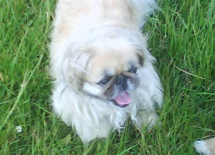 Pekingeser Line R.I.P Min skat - puhhh!! Det er hårdt at lege billede 17