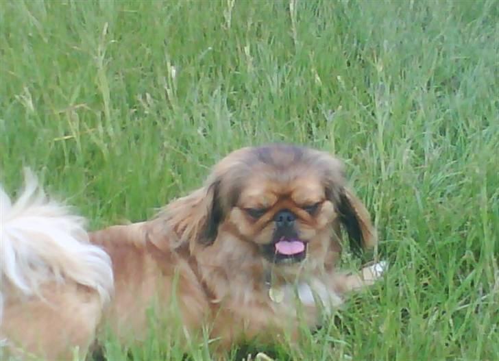 Pekingeser freya billede 19