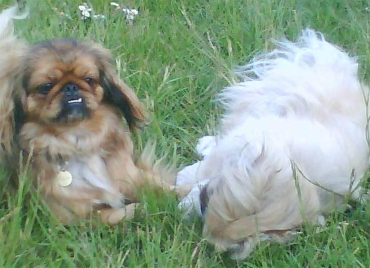 Pekingeser freya billede 20