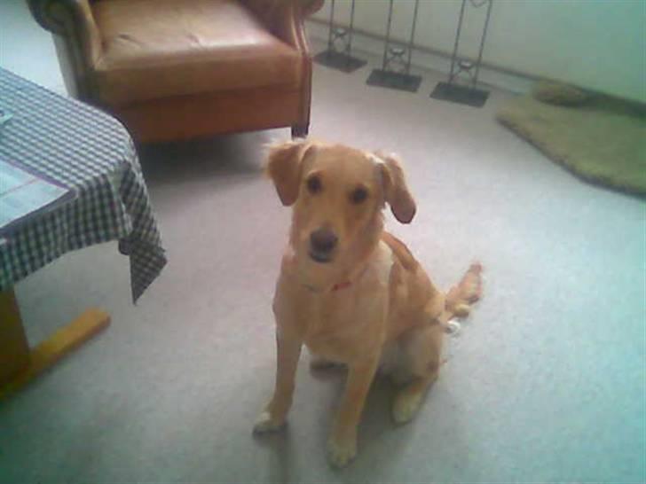 Golden retriever Alu billede 2