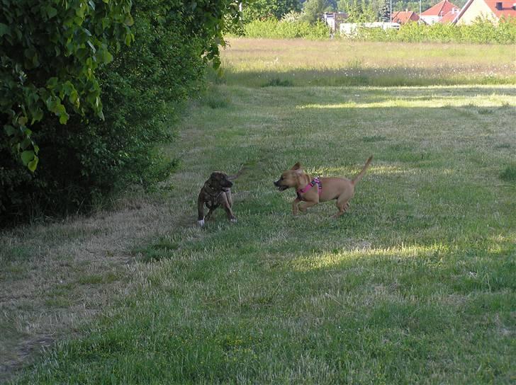 Blanding af racer Tino - En tur på engen med søster :) billede 7