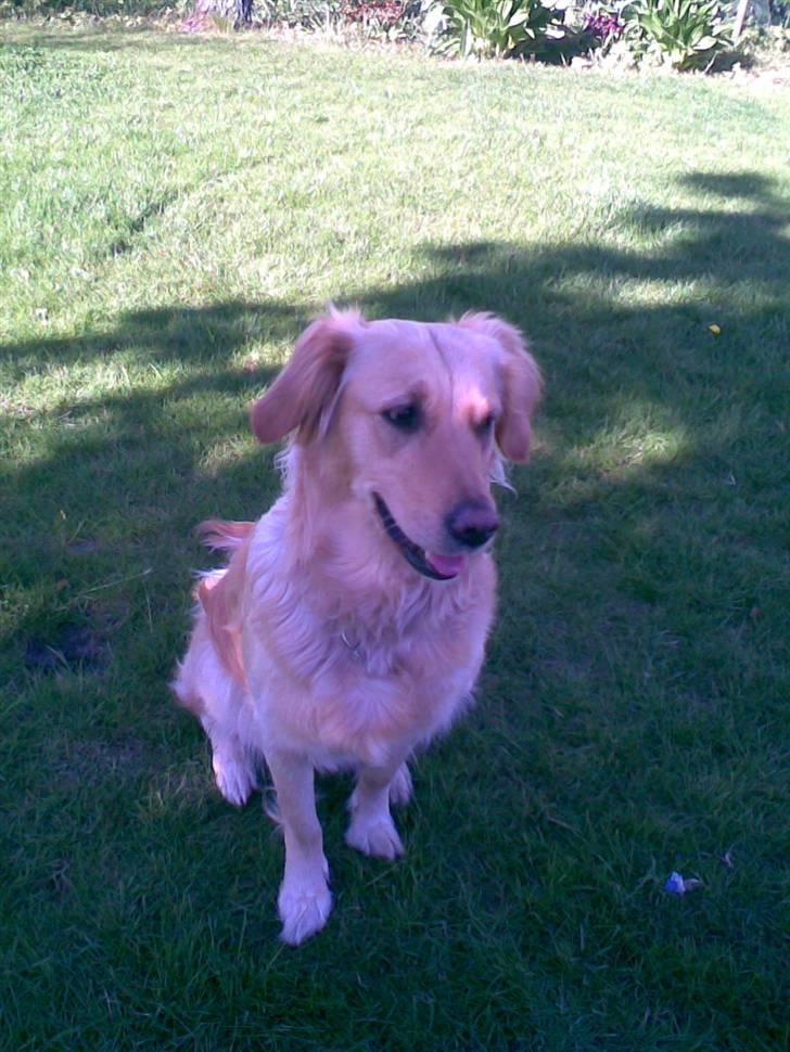 Golden retriever Alu billede 3