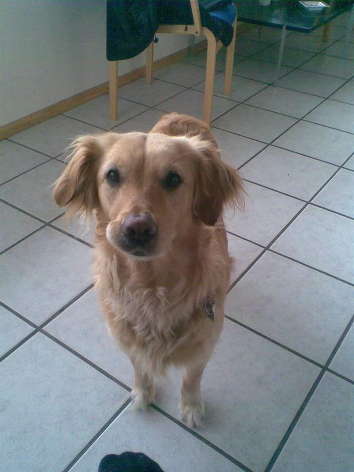 Golden retriever Alu billede 4