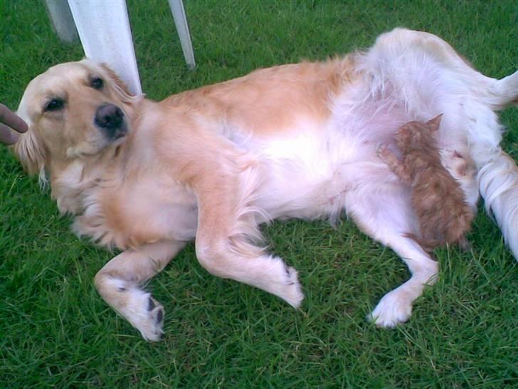 Golden retriever Alu - Alu der ikke har fundet ud af a det var vores killing der lå der:D billede 5