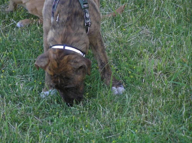 Blanding af racer Tino billede 9