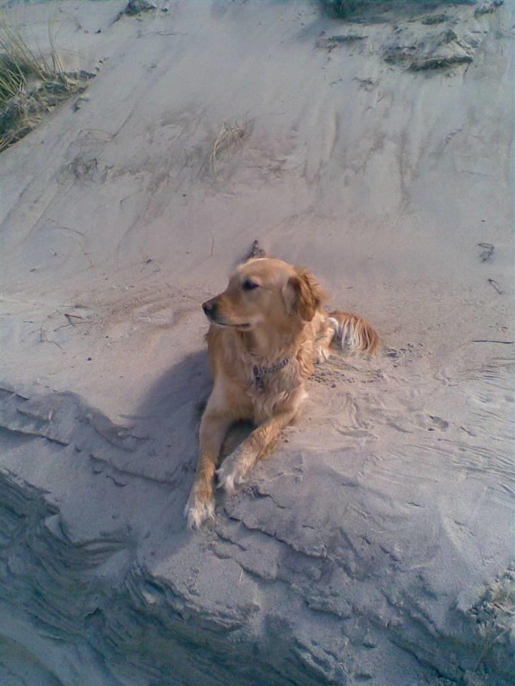 Golden retriever Alu billede 6