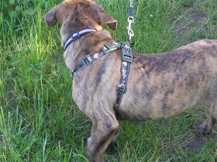 Blanding af racer Tino billede 11