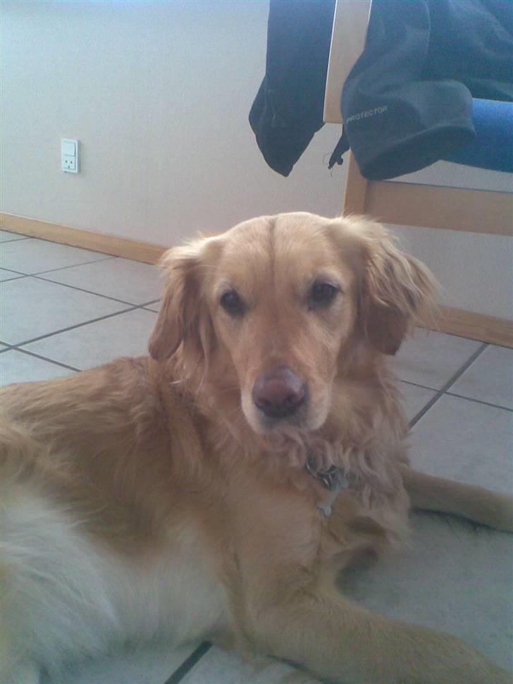 Golden retriever Alu billede 7