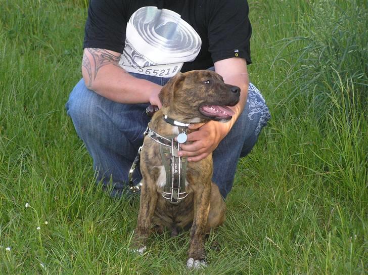 Blanding af racer Tino billede 12