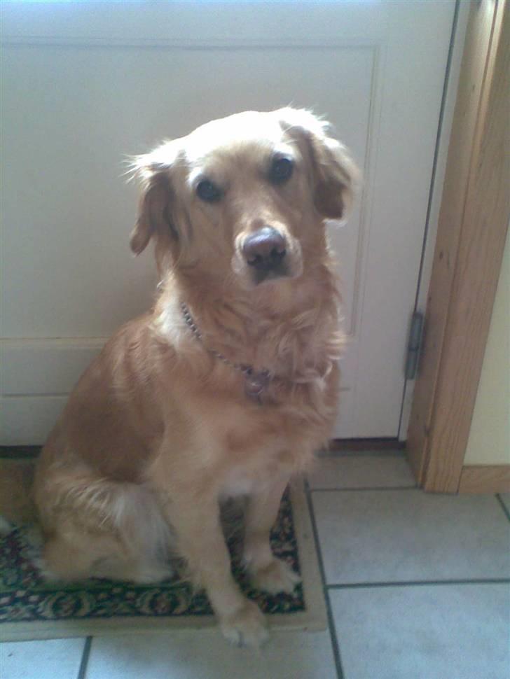 Golden retriever Alu billede 8