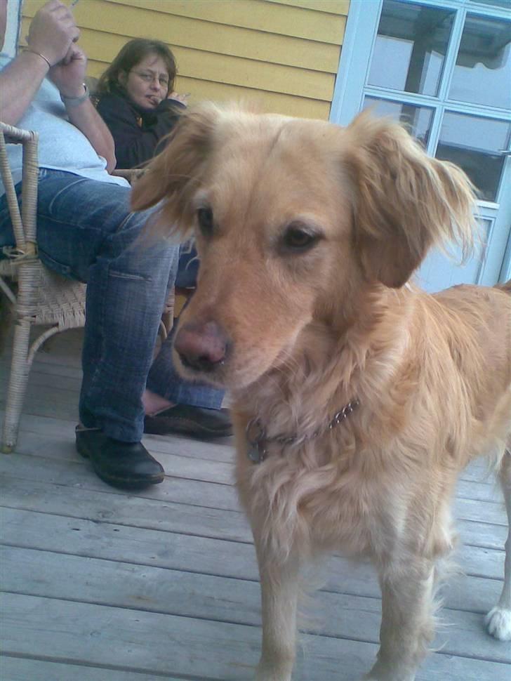 Golden retriever Alu billede 9