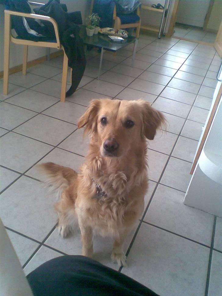 Golden retriever Alu billede 10