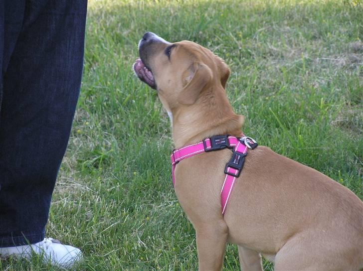 Blanding af racer Tino - Søster Ziggie skulle da også lige med :)  billede 13