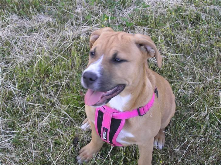 Blanding af racer Tino - Og endnu et smiler :0) billede 14