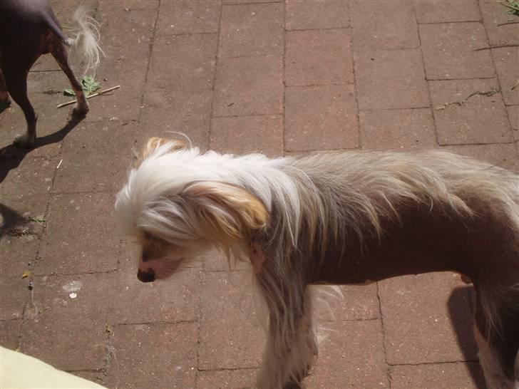 Chinese crested hårløs Futte billede 9