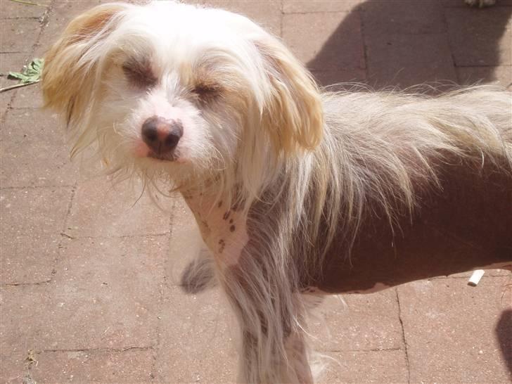 Chinese crested hårløs Futte billede 10