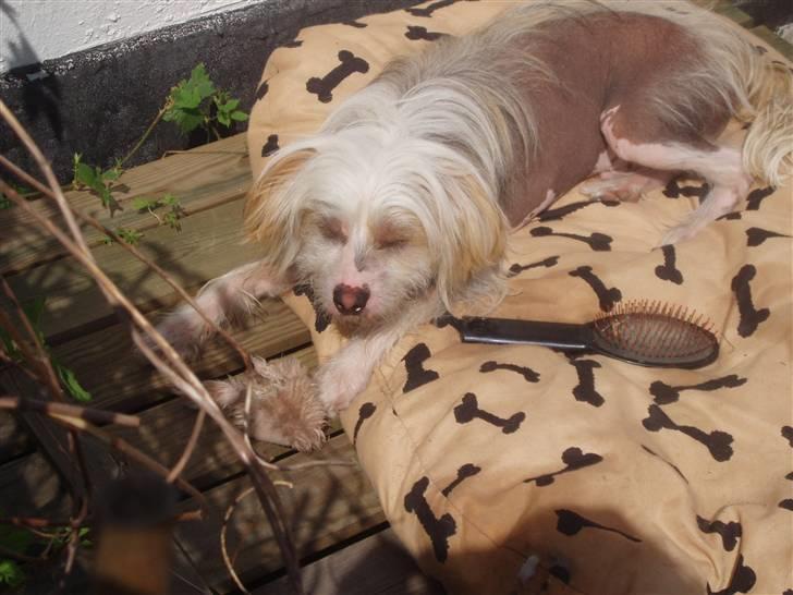 Chinese crested hårløs Futte - mmmm det er et hundeliv ;0) billede 11