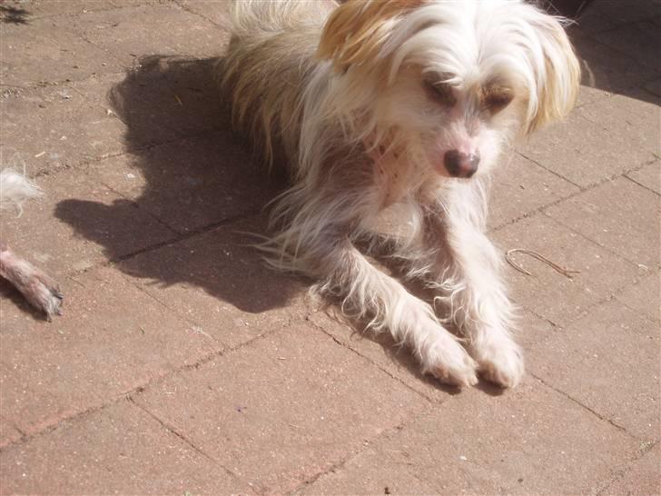 Chinese crested hårløs Futte - Såbskal der soles, men jeg ´ku dog godt ha undværet det klistret solcreme billede 12