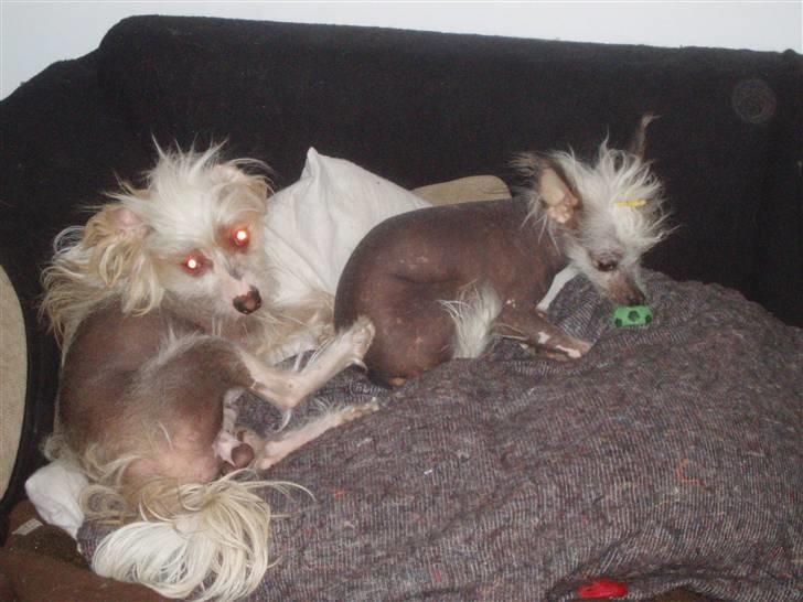 Chinese crested hårløs Futte - mmmm det er et hundeliv ;0)  billede 13