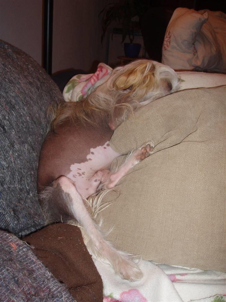 Chinese crested hårløs Futte billede 14