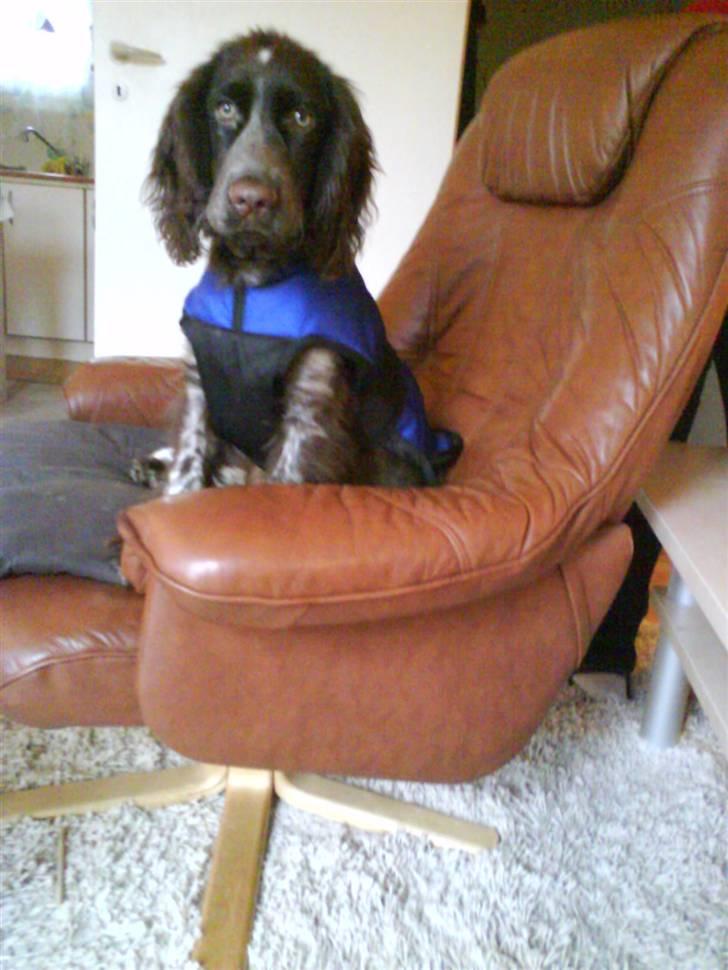 Blanding af racer kessler har fået nyt hjem - arrrj hvad er lige det i har givet mig på hva ? billede 1