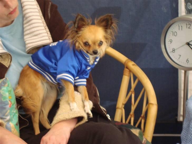 Chihuahua Zitta *R.I.P* - Se min nye jakke :=) billede 9