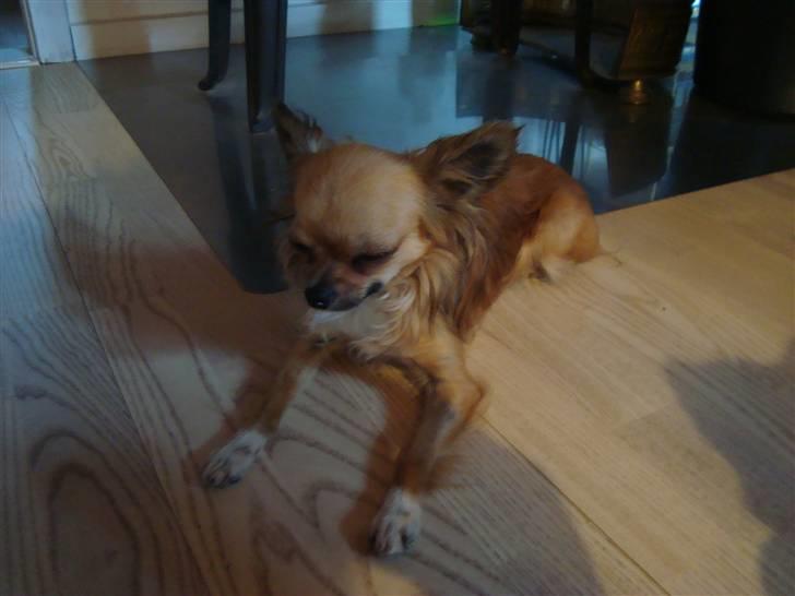 Chihuahua Zitta *R.I.P* - Godt med en kakelovn, så man kan varme sig på en kold vinterdag. billede 10
