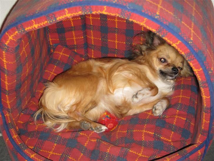 Chihuahua Zitta *R.I.P* - Zitta slapper af i sin kurv. billede 11