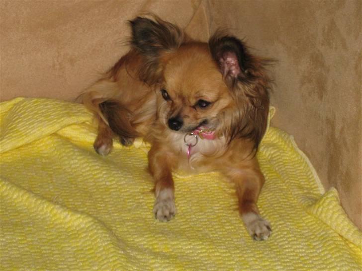 Chihuahua Zitta *R.I.P* - Ahhh en sofa. billede 12