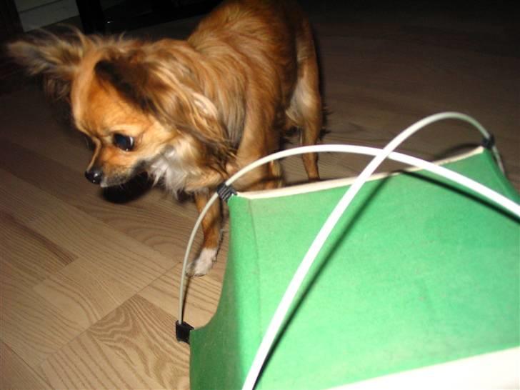 Chihuahua Zitta *R.I.P* - Gi´ ,ig den godbig... Be´ om... billede 14