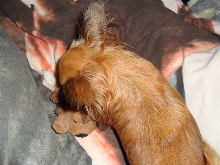 Chihuahua Zitta *R.I.P* - Så leges der med sin yndlingsbamse den har hun haft siden vi fik hende.. sødt. billede 16