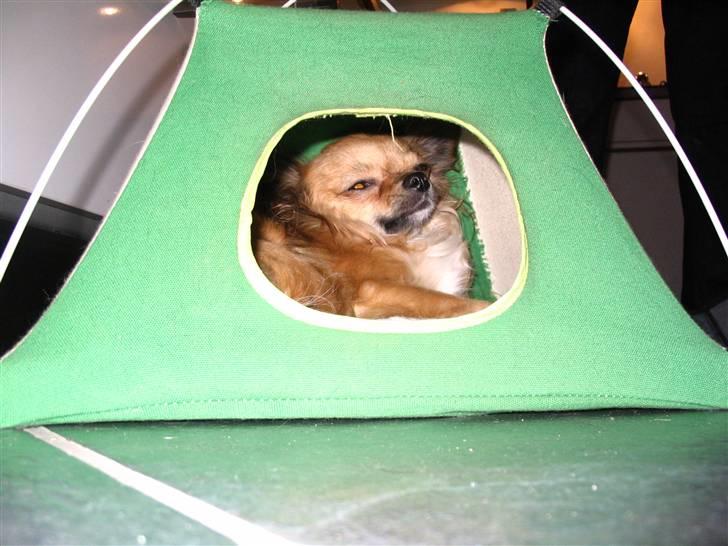 Chihuahua Zitta *R.I.P* - Year ligger lige og daser lidt i mit telt. billede 17