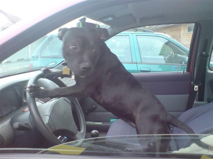 Staffordshire bull terrier Tezza - se hvor flot jeg kan køre, jeg husker og kigge mig over skulderen :) billede 16