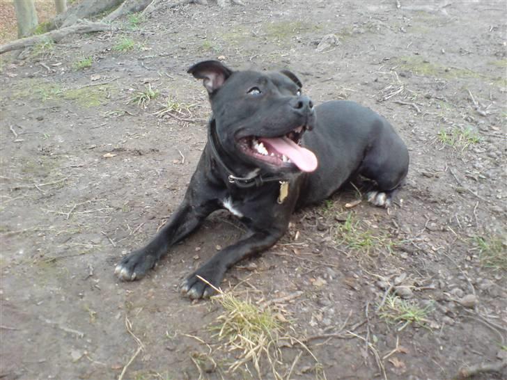 Staffordshire bull terrier Tezza - Puha det er varmt at være hund!! billede 17
