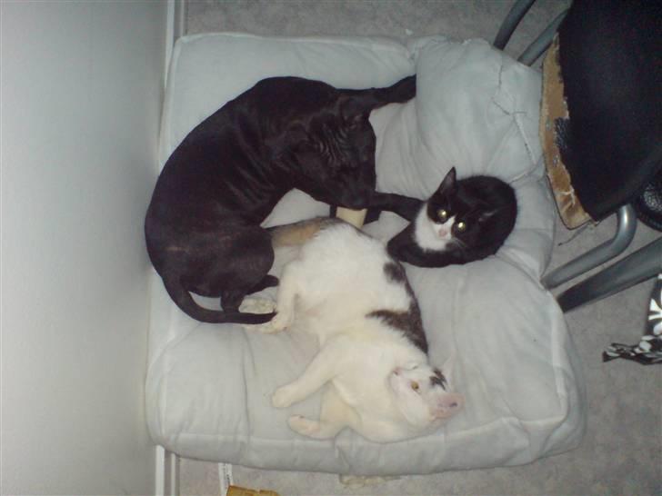 Staffordshire bull terrier Tezza - Mig med mine bedste leje kamerater.. billede 18