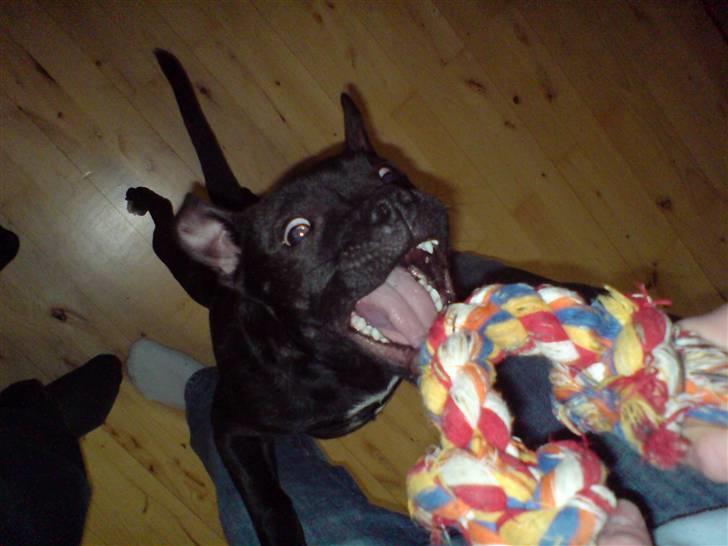 Staffordshire bull terrier Tezza billede 19