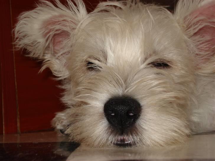 West highland white terrier Rocky billede 2