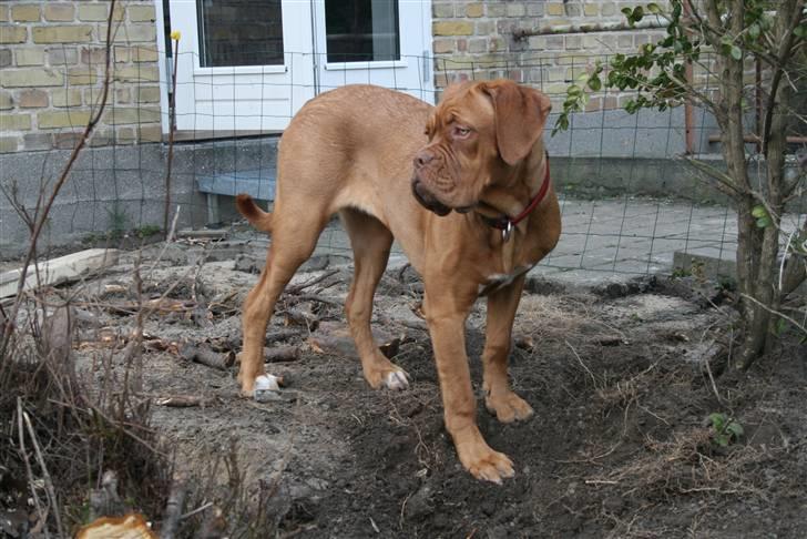 Dogue de bordeaux Chiba R.I.P. - Herfra kan jeg holde øje med det hele billede 9