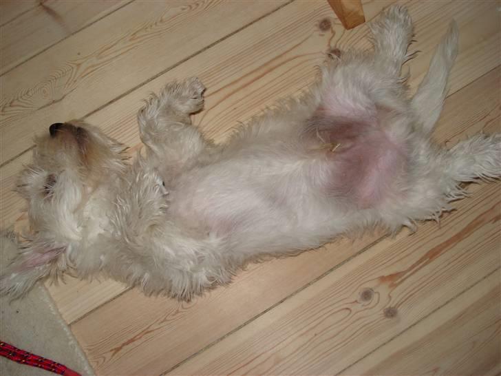 West highland white terrier Rocky billede 3